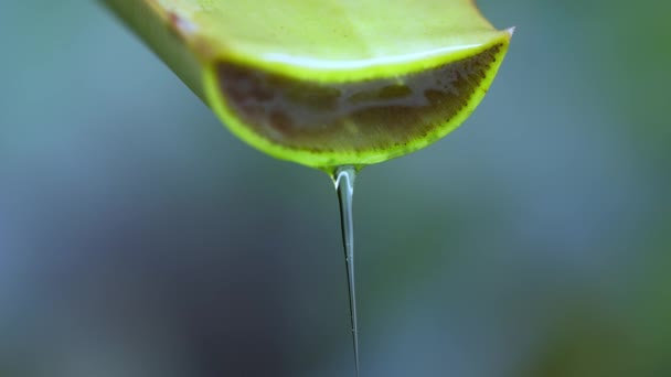 Μεγάλα Βλαστάρια Φρέσκου Πράσινου Φυτού Aloe Vera Διπλωμένα Κομμάτια Φύλλων — Αρχείο Βίντεο