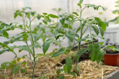 Seradaki toprakta yetişen taze domates fideleri. Çiftçilik ve bahçıvanlık kavramı. Baharın başında toprakta yeni filizlenen