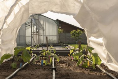 Salatalık fideleri, seradaki genç yeşil bitkiler çiçek açmaya başlar.