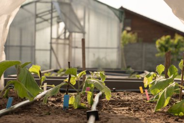 Salatalık fideleri, seradaki genç yeşil bitkiler çiçek açmaya başlar.