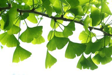 Ginkgo biloba yeşili yapraklar ağaçta. Ginkgo Biloba Ağacı Açık gökyüzünde Yapraklar.