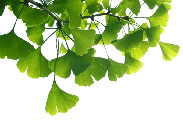 Гінкго Білоба Зелене Листя Дереві Гінкго Білоба Дерево Листя Світлому — стокове фото
