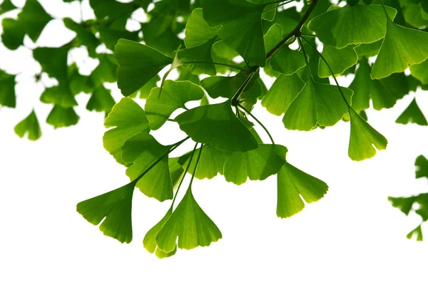 Ginkgo Biloba Green Leaves Tree Ginkgo Biloba Tree Leaves Light — Stock Photo, Image