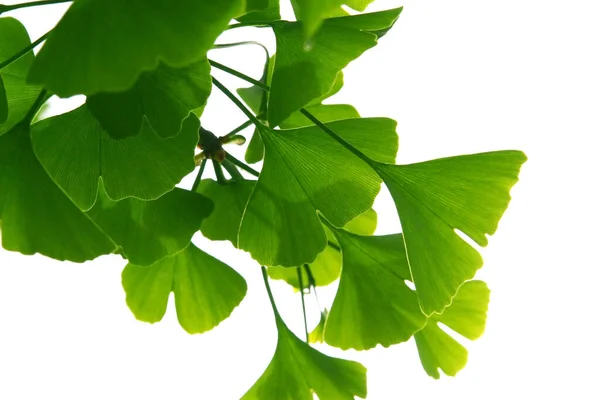 Ginkgo Biloba Zielone Liście Drzewie Drzewo Ginkgo Biloba Liście Jasnym — Zdjęcie stockowe