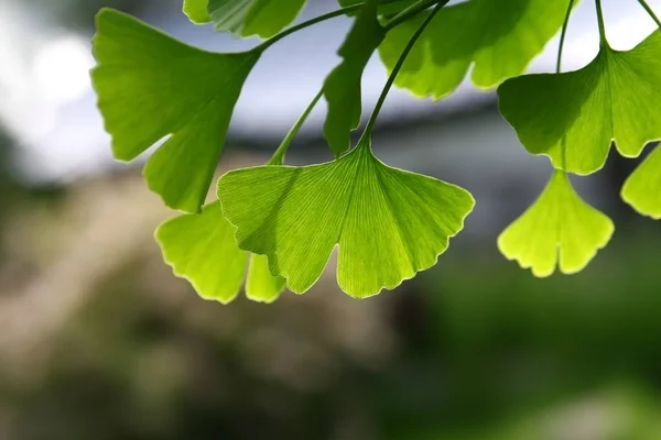 イチョウの緑の木に葉 イチョウの木の葉 メイデンヘアの新鮮な葉 — ストック写真