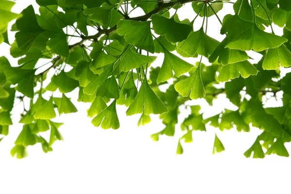 Ginkgo Biloba Green Leaves Tree Ginkgo Biloba Tree Leaves Green — Stock Photo, Image