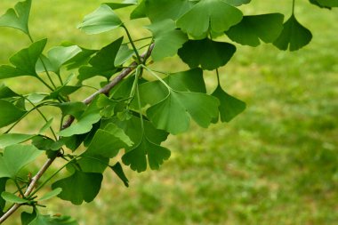 Ginkgo biloba yeşili yapraklar ağaçta. Ginkgo Biloba Ağaç Yaprakları. Yeşil, taze Maidenhair yaprakları. 
