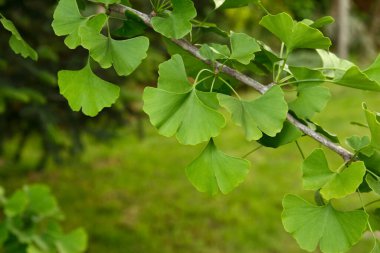 Ginkgo biloba yeşili yapraklar ağaçta. Ginkgo Biloba Ağaç Yaprakları. Yeşil, taze Maidenhair yaprakları. 