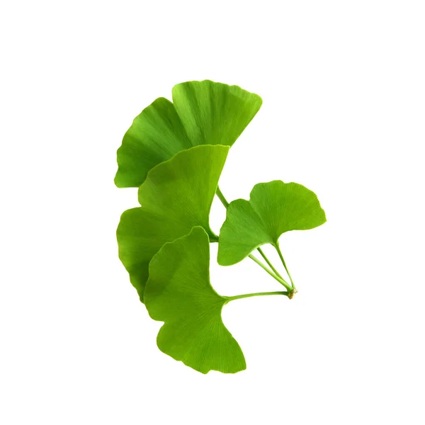 Twig Ginkgo Biloba Leaves Isolated Transparent Background Green Fresh Leaves — Stock Photo, Image