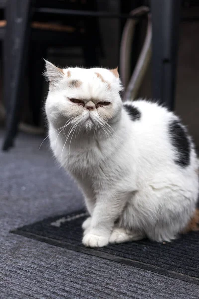 Gato Branco Com Manchas Brancas Uma Raça Incomum Sentado Tapete — Fotografia de Stock