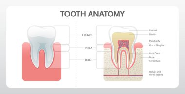Diş Anatomisi Posteri. Tıp eğitimi için gerçekçi vektör bilgileri.