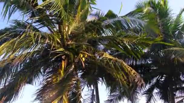 Palm Trees Swaying Wind Coconuts Coast Africa Ghana — Vídeos de Stock