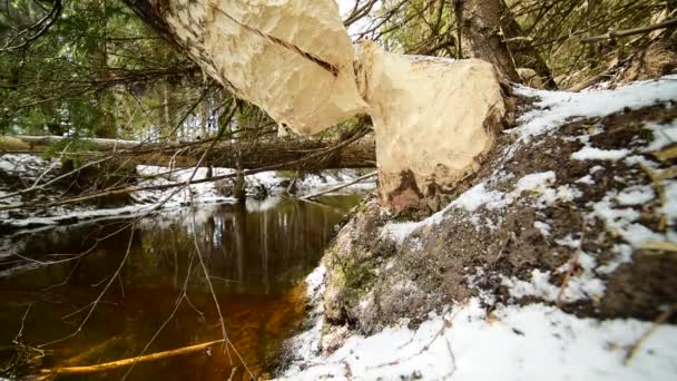 Arbres Que Castor Rongés Commence Tomber Sur Ruisseau Dans Nature — Video