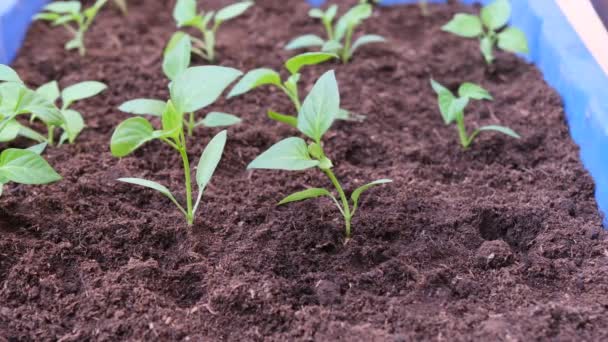 Ponowne Sadzenie Podniesionych Nasion Roślin Papryki Które Potrzebują Nowej Gleby — Wideo stockowe
