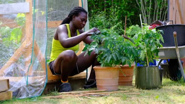 Kobieta Planująca Organizująca Rośliny Pomidorów Które Wyrosły Nasion Wsi Szwecji — Wideo stockowe