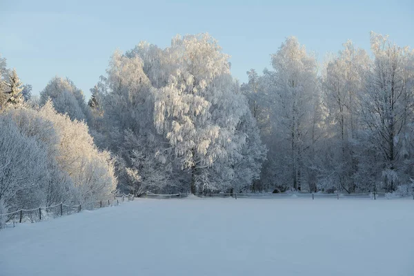 Zweeds Winterlandschap Het Platteland Met Bomen Wanneer Sneeuw Zich Mooi — Stockfoto