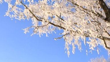 İsveç kış manzarası huş ağaçları ile kırsalda kar çok soğuk bir sıcaklıkta ağaçlara güzelce yerleştiğinde - 18 derece.
