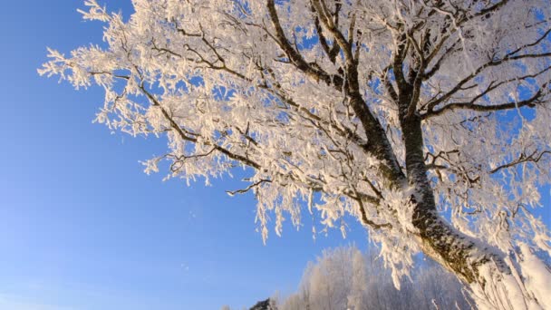 Зимовий Пейзаж Сільській Місцевості Блакитним Небом Березовими Деревами Коли Сніг — стокове відео