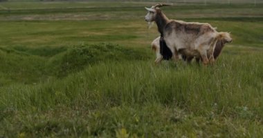 White goat with long horns grazes on a green meadow near the railway in the village of Ukraine. High quality 4k footage
