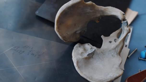 Camera Pulls Back Hip Bone View Full Pelvic Region Lucy — Αρχείο Βίντεο