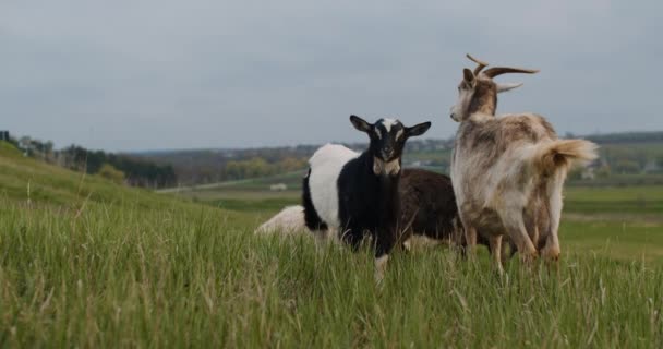 White Goat Long Horns Grazes Green Meadow Railway Village Ukraine — Vídeo de Stock