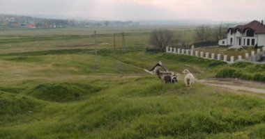 White goat with long horns grazes on a green meadow near the railway in the village of Ukraine. High quality 4k footage