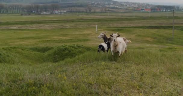 White Goat Long Horns Grazes Green Meadow Railway Village Ukraine — Stock videók