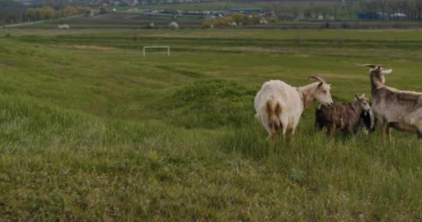 White Goat Long Horns Grazes Green Meadow Railway Village Ukraine — ストック動画