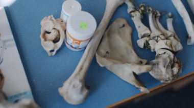 Anatomy of the human skeleton. High quality FullHD footage