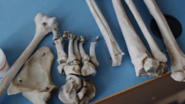 Anatomy of the human skeleton. High quality FullHD footage