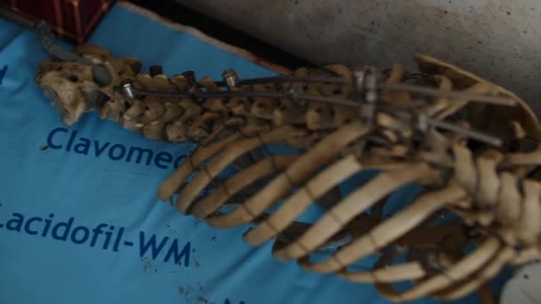 Anatomía Del Esqueleto Humano Imágenes Fullhd Alta Calidad — Vídeos de Stock