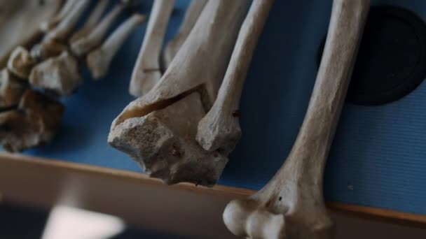 Anatomy Human Skeleton High Quality Fullhd Footage — Wideo stockowe