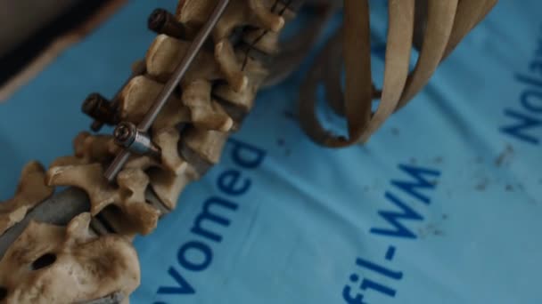 Анатомія Людського Скелета Високоякісні Fullhd Кадри — стокове відео