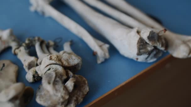 Anatomy Human Skeleton High Quality Fullhd Footage — Wideo stockowe