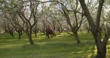 Canlı bir meyve bahçesinde görkemli bir atın üzerinde çiçek açan ağaçlar ve yeşilliklerle çevrili bir binicinin huzurlu görüntüsü.
