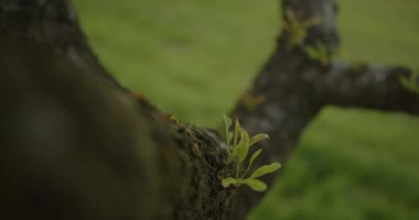 Bahar mevsiminde bir ağaç dalından enerjik bir şekilde filizlenen canlı yeni yaprakların detaylı bir yakın görüntüsü.