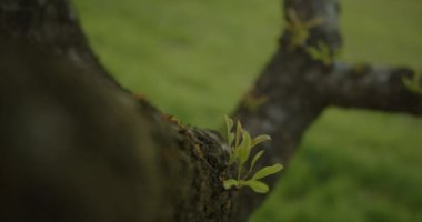 Bahar mevsiminde bir ağaç dalından enerjik bir şekilde filizlenen canlı yeni yaprakların detaylı bir yakın görüntüsü.