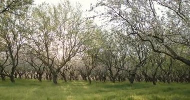 Çiçek açan ağaçlar ve yeşil çimlerle dolu, yumuşak, yumuşak bir meyve bahçesinin huzurlu manzarası.