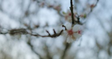 Nazik güneş ışınlarıyla yıkanmış bir daldan güzel çiçeklerin çarpıcı bir yakın çekimi.