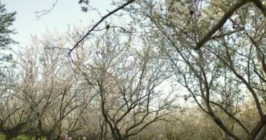 Sakin ve sakin bir manzara çıplak ve çorak ağaçları sergiliyor sakin ve huzur verici bir orman ortamında.