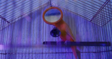 Bu video kafesinde canlı kırmızı bir papağan gösteriyor, aynadaki görüntüsünü yansıtıyor ve yumuşak mor ışıklı bir çan ile etkileşime geçiyor.