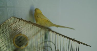 Bu videoda canlı tüyleri olan büyüleyici sarı bir muhabbet kuşu, kafesinde bir levrek ve dal arasında neşeli bir şekilde hareket ediyor.