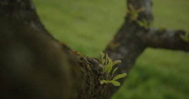Bahar mevsiminde bir ağaç dalından enerjik bir şekilde filizlenen canlı yeni yaprakların detaylı bir yakın görüntüsü.
