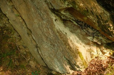 Huzurlu ormandaki bir ağaç gövdesinin detaylı bir yakın görüntüsü. Karmaşık kabuğunu ve dokularını gözler önüne seriyor.