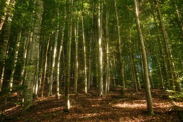 Ormanın zeminine yayılmış uzun ağaçlar ve yapraklarla dolu güzel ve huzurlu bir orman alanı.