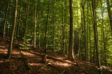 Parlak güneş, gür ormanda büyüyen canlı ağaçların arasından güzel bir şekilde parlıyor. Sıcak ve davetkar bir atmosfer yaratıyor.