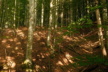 Parlak, sıcak güneş etrafımı saran dingin ormandaki ağaçların yemyeşil yapraklarının arasından güzelce parlıyor.
