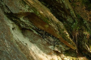 Bu resim, yüzeyinde büyüyen yeşil yosun parçalarının yer aldığı bir ağaç gövdesinin detaylı bir yakın görüntüsünü yakalar.