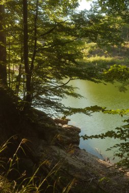 Her yanı saran görkemli ağaçlarla çevrili gür, canlı bir ormanın tam kalbinde güzel bir göl var.