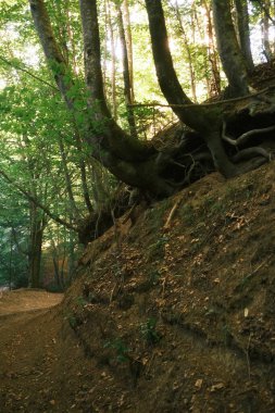 Canlı bir ormanda, bir ağaç kökleri gözle görülür şekilde soyutlanmış, topraktan aşağıdaki zengin toprağa doğru uzanıyor.